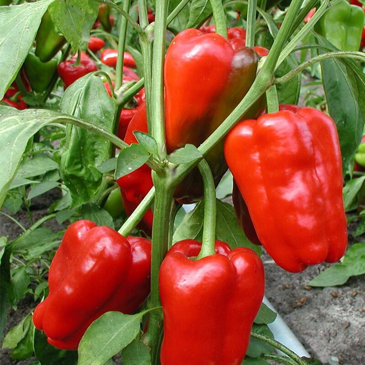 Peppers